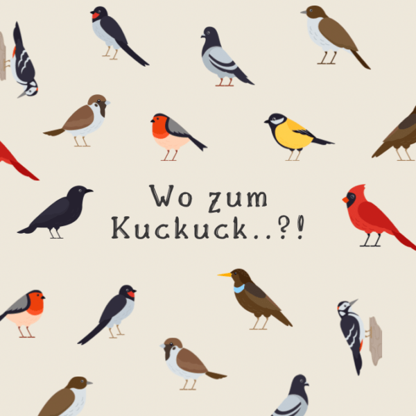 Illustration hey.lumico "Wo zum Kuckuck..?!" mit unterschiedlichen heimischen Vögeln
